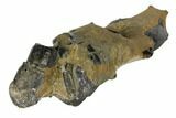 Fossil Mud Lobster (Thalassina) - Australia #109289-3